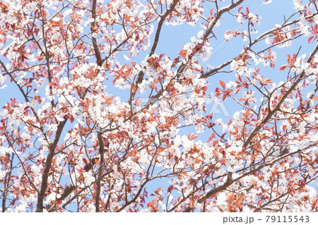 紅葉李（ベニバスモモ）の枝ぶりと青空 79115543