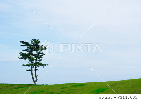 一本の松の木と緑の河川敷、宮城県仙台市避難の丘付近 79115685