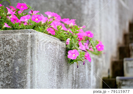 ペチュニアの花 79115977