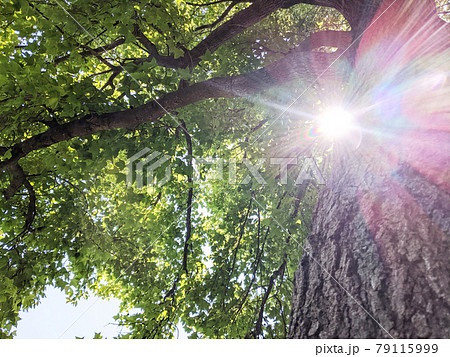 早朝の木々から漏れる柔らかな日差しの写真素材 早朝の木々から漏れる柔らかな日差しの写真素材