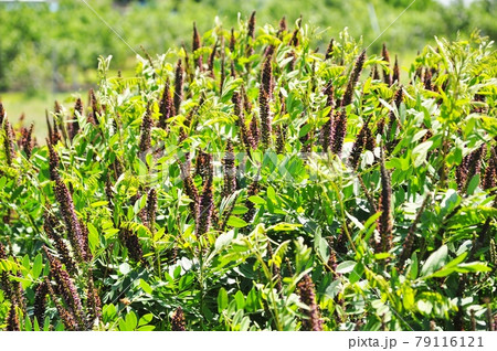 イタチハギの花穂 イタチハギの花穂 79116121