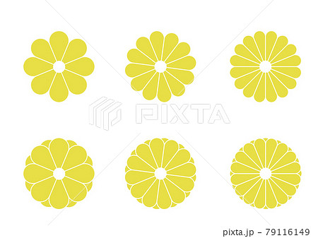 菊の花の主線なしイラスト　和風の花のデザイン　和文様 79116149