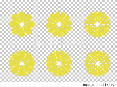 菊の花の主線なしイラスト　和風の花のデザイン　和文様 79116149