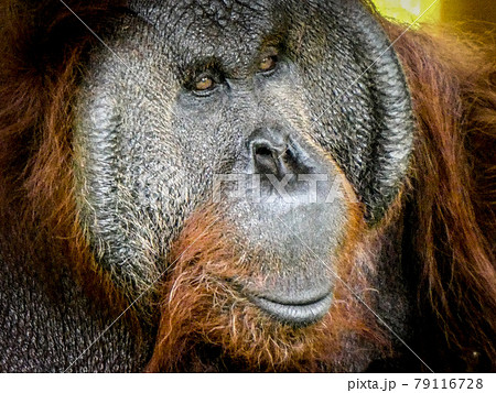 オランウータン 顔アップの写真素材