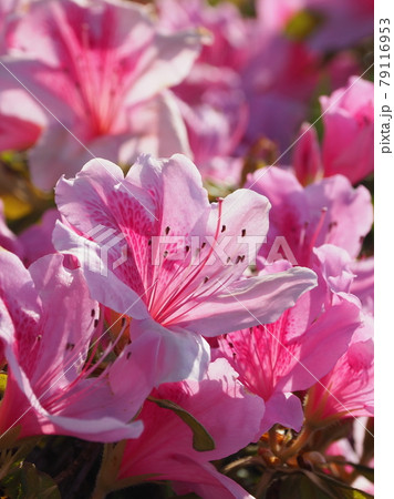 ツツジ(クローズアップ) 79116953