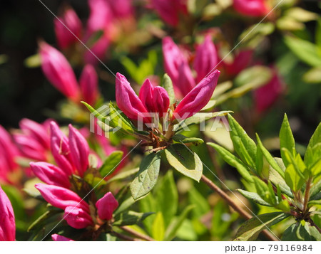 ツツジ(クローズアップ) 79116984