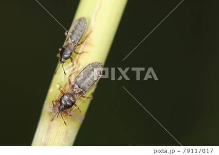 生き物 昆虫 コバネナガカメムシ、短翅型と長翅型がいます。こちらは短翅型、翅の模様が蝶ネクタイの様 生き物 昆虫 コバネナガカメムシ、短翅型と長翅型がいます。こちらは短翅型、翅の模様が蝶ネクタイの様 79117017