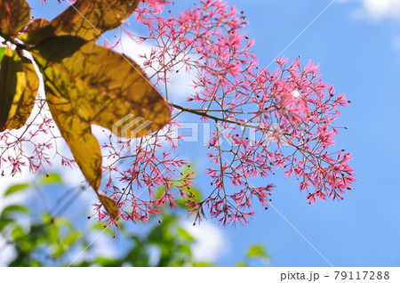 ケムリノキの花穂 79117288
