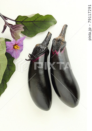 収穫したばかりのナス 79117291