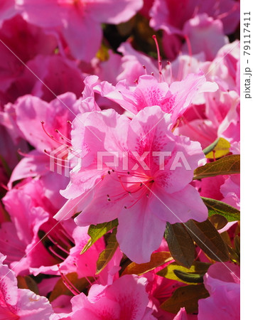 つつじ(クローズアップ) 79117411