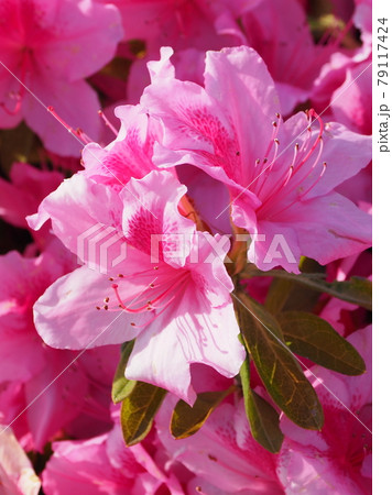つつじ(クローズアップ) 79117424