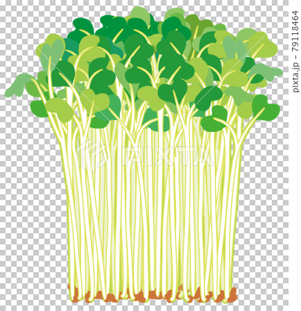 Kaiware 白蘿蔔蔬菜，豆芽 79118464