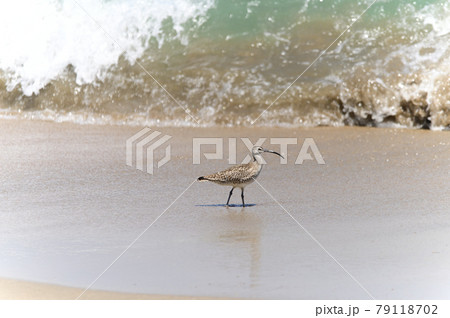 チュウシャクシギ 79118702