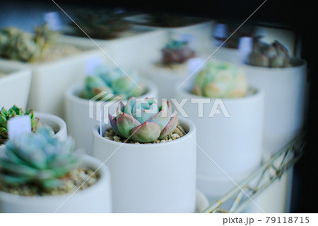 多肉植物 79118715