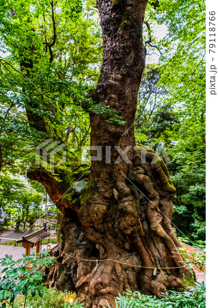 静岡県熱海市 來宮神社(第一大楠) 静岡県熱海市 來宮神社(第一大楠) 79118766