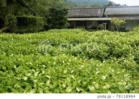 ハンゲショウ　庭園　旧三聖苑　松崎町 79118964