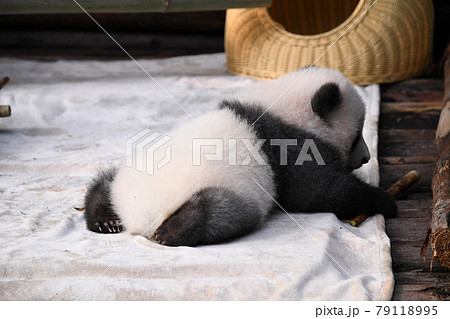 赤ちゃん灰色パンダの写真素材
