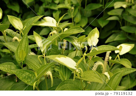 ハンゲショウ 旧三聖苑 松崎町 ハンゲショウ 旧三聖苑 松崎町 79119132