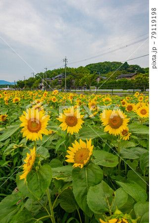 向日葵のある風景 79119198