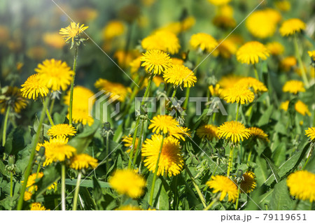 Field of yellow dandelions. Taraxacum officinale, the common dandelion Field of yellow dandelions. Taraxacum officinale, the common dandelion 79119651