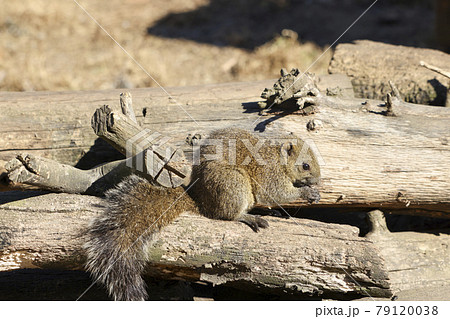 【東京都】町田リス園・タイワンリス 79120038