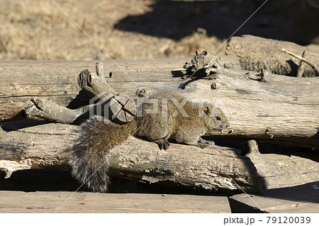 【東京都】町田リス園・タイワンリス 79120039
