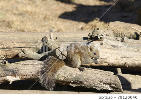 【東京都】町田リス園・タイワンリス 79120040