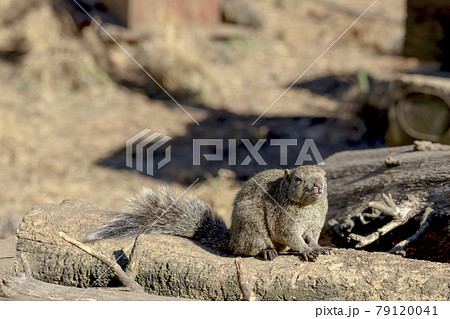 【東京都】町田リス園・タイワンリス 79120041