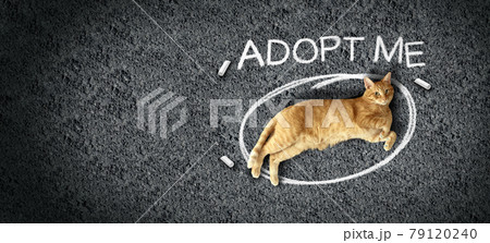 Pet Adoption Concept 79120240