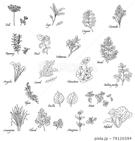 ハーブのイラストセット-英語の名称入り 79120394