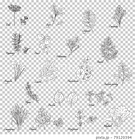 ハーブのイラストセット-英語の名称入り 79120394