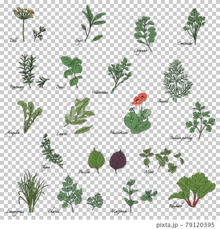 Herb illustration set-English name included 79120395