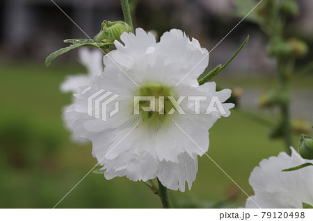 初夏の公園に咲くタチアオイの白い花の写真素材