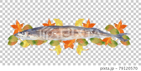 秋刀魚と紅葉の水彩画 79120570
