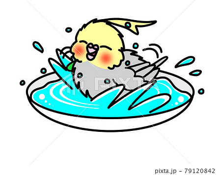 オカメインコの水浴びのイラスト素材