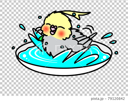 オカメインコの水浴びのイラスト素材