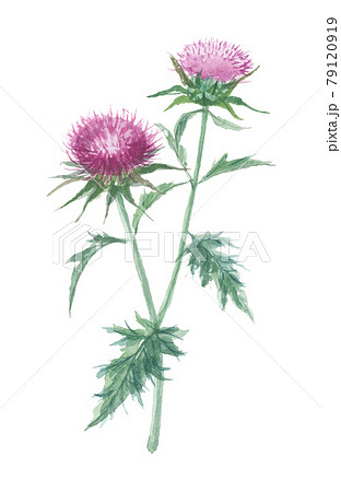 マリアアザミ　オオアザミ 79120919