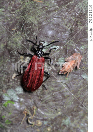 アカハネムシ 昆虫 アカハネムシ 昆虫 79121116