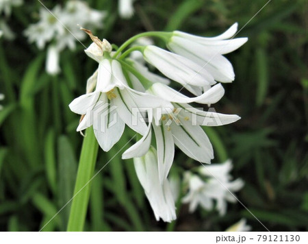 やや細身の釣り鐘型の花が10輪ほど穂になって咲きます 79121130