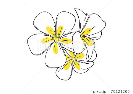 Frangipani or plumeria tropical flower. Yellow and white frangipani isolated in white background. Vector illustration 79121206