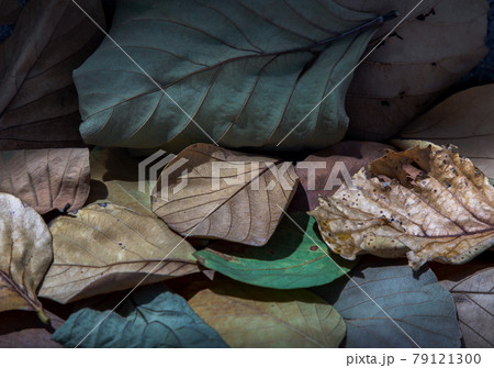 Background for many dried leaves. Textures with dry leaf. 79121300