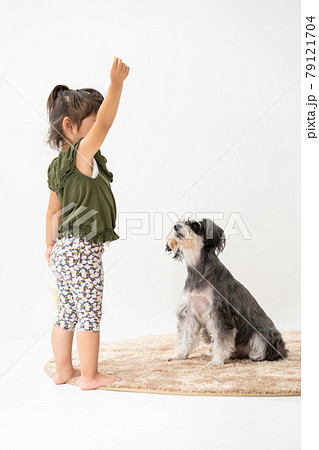 犬と遊ぶ女の子　ミニチュアシュナウザー　 79121704