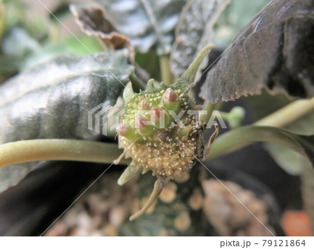 フォエチダ　花と種子　種子飛ぶ前 79121864