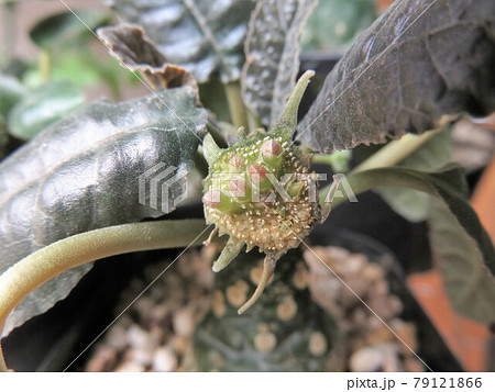 フォエチダ 花と種子 種子飛ぶ前 フォエチダ 花と種子 種子飛ぶ前 79121866