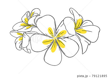 Frangipani or plumeria tropical flower for leis. Engraved frangipani with yellow petals isolated in white background. Vector illustration 79121895