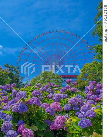 お台場のアジサイ風景 お台場のアジサイ風景 79122159