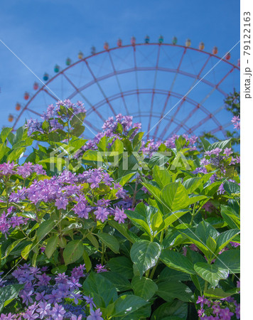 お台場のアジサイ風景 79122163
