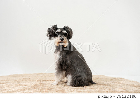 犬　ペット　ミニチュアシュナウザー 79122186