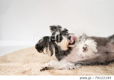 犬　ペット　ミニチュアシュナウザー 79122194