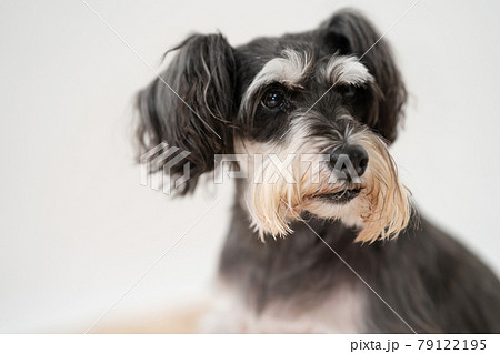 犬 ペット ミニチュアシュナウザー 犬 ペット ミニチュアシュナウザー 79122195